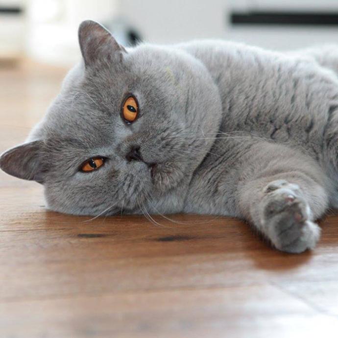 BKH von der Erftmündung - Katzen-Zucht in Neuss