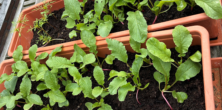 Garten AG 2