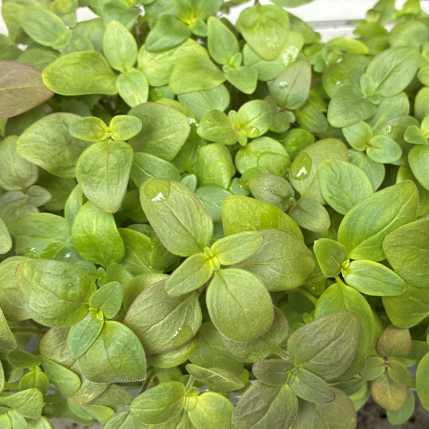 Aktuelle Garten-AG voll in ihrem Element
